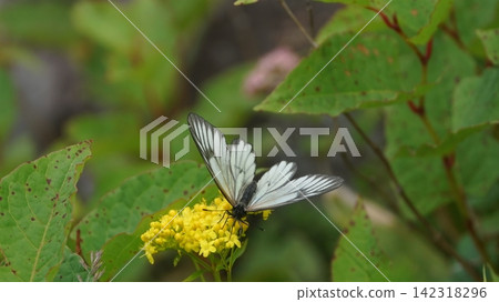 A white butterfly sucking nectar from a small angelfish A white butterfly sucking nectar from a small angelfish 142318296