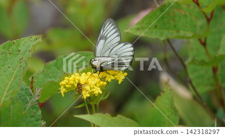 黃腹蝴蝶吸食金烏賊的花蜜 黃腹蝴蝶吸食金烏賊的花蜜 142318297