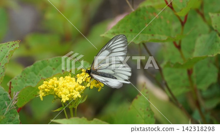 黃腹蝴蝶吸食金烏賊的花蜜 142318298