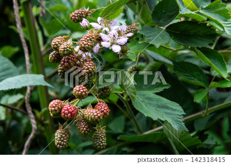 unripe blackberries and blossoms growing on wild blackberry bush unripe blackberries and blossoms growing on wild blackberry bush 142318415