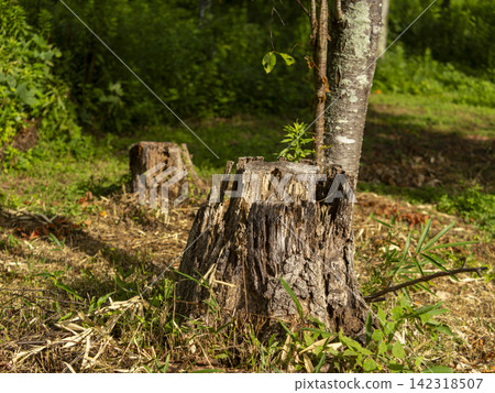 Stumps in the forest Stumps in the forest 142318507