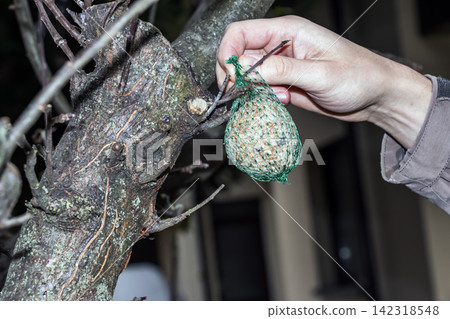 Person Hanging Mesh Bird Food Ball on Bare Tree Branch Person Hanging Mesh Bird Food Ball on Bare Tree Branch 142318548