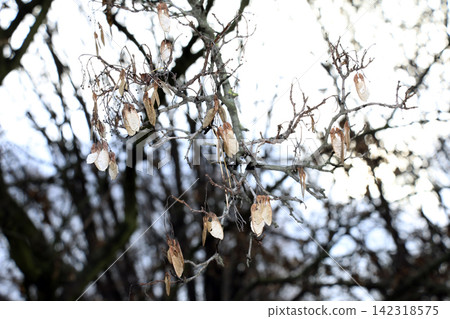 Persistent Maple Samaras on Bare Late Autumn Branches Persistent Maple Samaras on Bare Late Autumn Branches 142318575