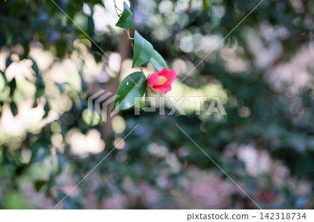 可愛的小山茶花 可愛的小山茶花 142318734
