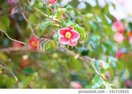 可愛的小山茶花 可愛的小山茶花 142318820