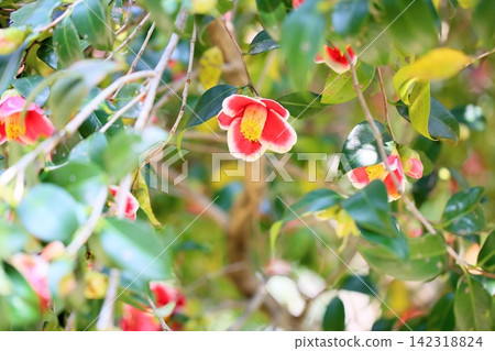 可愛的小山茶花 142318824