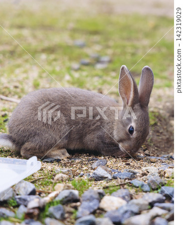 Rabbit Island, Japan, Okunoshima Island landscape in Seto Inland Sea, Takehara, Hiroshima Prefecture, domestic and wild cute rabbits and bunnies pasturing, Setonaikai National Park, Japan 142319029