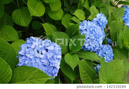 A close-up of a vibrant blue hydrangea that blooms in early summer. A close-up of a vibrant blue hydrangea that blooms in early summer. 142319284