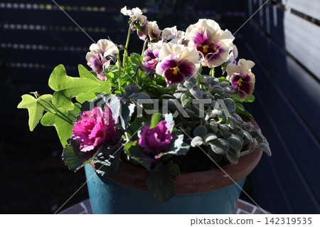 A mixed planting of frilly violas and ornamental cabbage. 142319535