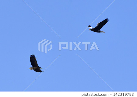 The sea eagle and white-tailed eagle The sea eagle and white-tailed eagle 142319798