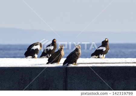 The sea eagle and white-tailed eagle The sea eagle and white-tailed eagle 142319799