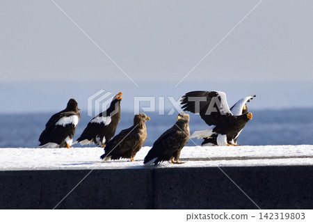 The sea eagle and white-tailed eagle The sea eagle and white-tailed eagle 142319803