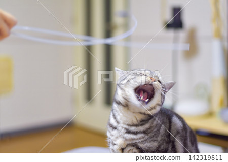 A cat playing with a toy on the sofa. A cat playing with a toy on the sofa. 142319811