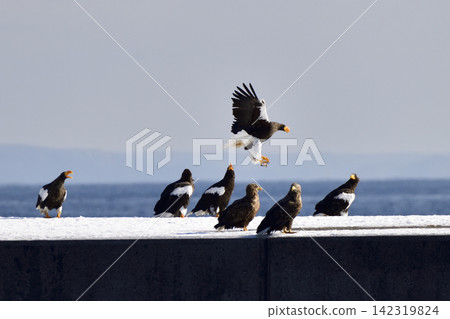 The sea eagle and white-tailed eagle 142319824