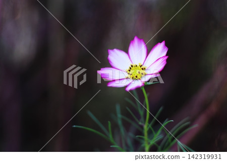 Pink cosmos flowers blooming in the autumn garden 142319931