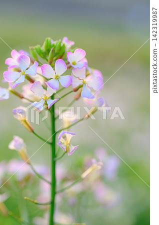陽光下閃閃發光的蘿蔔花:春日景象 陽光下閃閃發光的蘿蔔花:春日景象 142319987