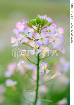陽光下閃閃發光的蘿蔔花:春日景象 陽光下閃閃發光的蘿蔔花:春日景象 142319988