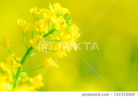 陽光下閃耀的油菜花：春日景象 142319989