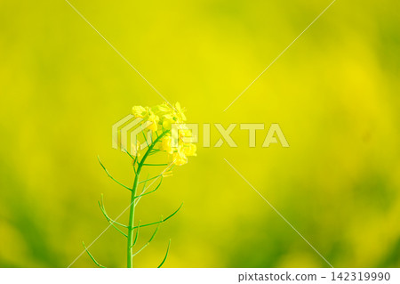 陽光下閃耀的油菜花：春日景象 142319990