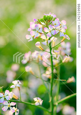 陽光下閃閃發光的蘿蔔花:春日景象 陽光下閃閃發光的蘿蔔花:春日景象 142319998