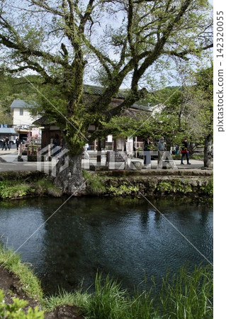 忍野八海,脇池 | 一個神秘的池塘,從雪水融水中湧出,水質清澈見底。 忍野八海,脇池 | 一個神秘的池塘,從雪水融水中湧出,水質清澈見底。 142320055