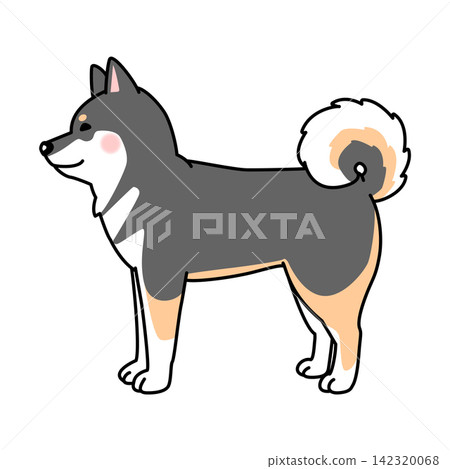 Vector illustration of a Shikoku dog (full body, side view) Vector illustration of a Shikoku dog (full body, side view) 142320068