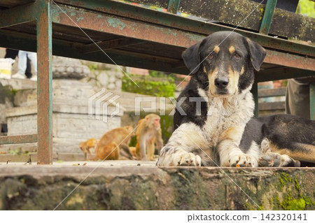 Stray dogs and rhesus monkeys coexisting in Swayambhunath, Nepal Stray dogs and rhesus monkeys coexisting in Swayambhunath, Nepal 142320141