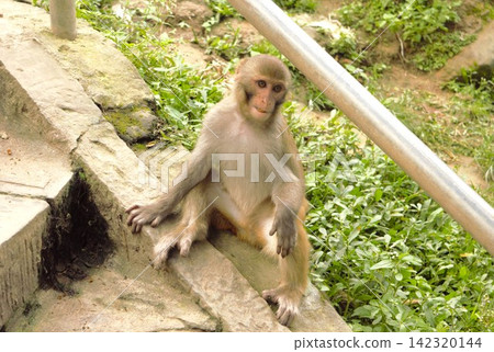 Young rhesus monkeys living at the Kathmandu Monkey Temple Young rhesus monkeys living at the Kathmandu Monkey Temple 142320144