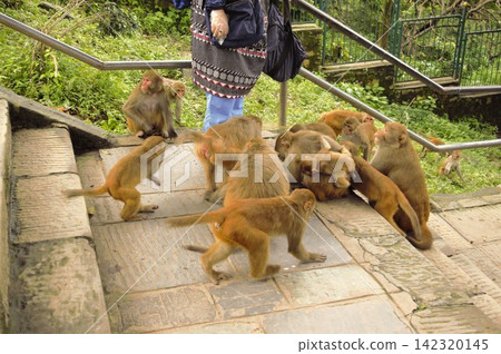尼泊爾加德滿都斯瓦揚布納特寺的恒河猴 142320145