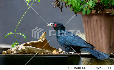 Asian koel perched beside a potted plant Asian koel perched beside a potted plant 142320253
