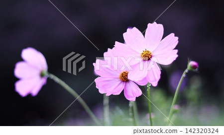 秋天田野裡盛開的粉紅波斯菊 秋天田野裡盛開的粉紅波斯菊 142320324