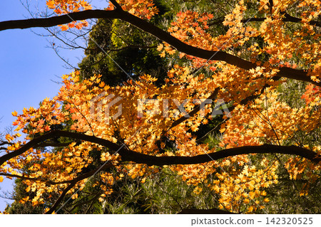 Autumn leaves shining in autumn sky blue sky 142320525