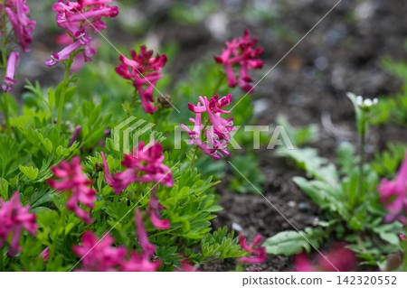 Vibrant magenta corydalis solida shima nishiki wildflower clusters blooming in garden with dark earth copy space background in spring. Vibrant magenta corydalis solida shima nishiki wildflower clusters blooming in garden with dark earth copy space background in spring. 142320552
