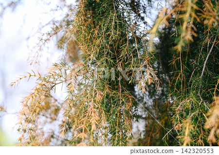 Green and yellow drooping branches of thladiantha dubia climbing vine plant in wild nature with beautiful light bokeh copy space background. Green and yellow drooping branches of thladiantha dubia climbing vine plant in wild nature with beautiful light bokeh copy space background. 142320553