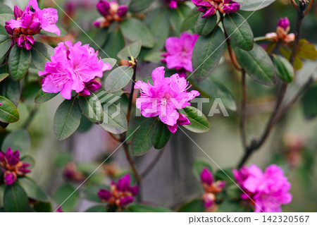 Pink rhododendron ledebourii flowers on evergreen branches with thick green leaves on blurred natural background in spring Pink rhododendron ledebourii flowers on evergreen branches with thick green leaves on blurred natural background in spring 142320567