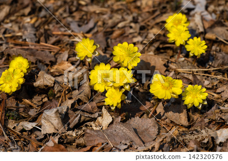 Multiple yellow amur adonis flowers growing in clusters on forest ground covered with dry brown leaves. Multiple yellow amur adonis flowers growing in clusters on forest ground covered with dry brown leaves. 142320576