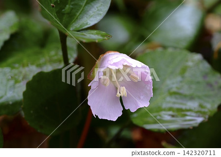 Small pink flowers blooming at the foot of the trekking trail: Iwauchiwa (rock fan). Small pink flowers blooming at the foot of the trekking trail: Iwauchiwa (rock fan). 142320711