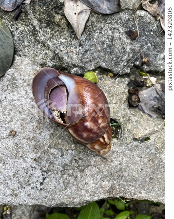 Hermit crabs (with purple claws and shells) found on the rocky shores of Miyako Island. Hermit crabs (with purple claws and shells) found on the rocky shores of Miyako Island. 142320806
