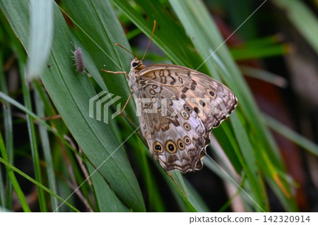 Satyridae butterfly Satyridae butterfly 142320914
