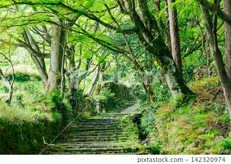 【滋賀縣東近江市】百齋寺:通往寺廟的道路上長滿了青苔,綠樹成蔭。 【滋賀縣東近江市】百齋寺:通往寺廟的道路上長滿了青苔,綠樹成蔭。 142320974