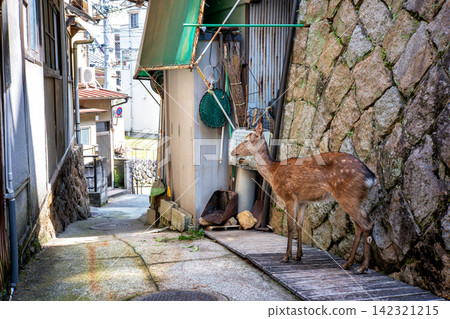 A deer standing in an alley behind a house on Miyajima Island. A deer standing in an alley behind a house on Miyajima Island. 142321215