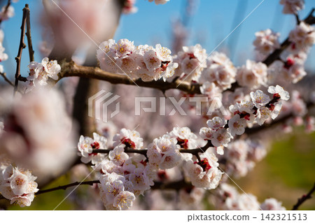 Apricot flowers on tree branches Apricot flowers on tree branches 142321513