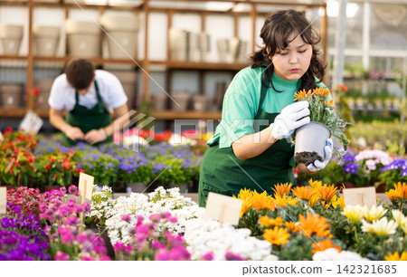 Young asian girl checking flowering potted gazania in greenhouse Young asian girl checking flowering potted gazania in greenhouse 142321685