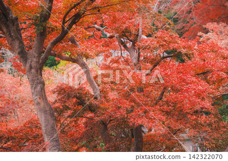 【長谷寺】絢麗的紅色秋葉！奈良深山中寺廟的景色。 142322070
