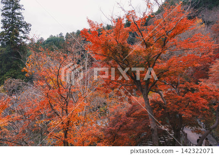 【長谷寺】絢麗的紅色秋葉!奈良深山中寺廟的景色。 【長谷寺】絢麗的紅色秋葉!奈良深山中寺廟的景色。 142322071