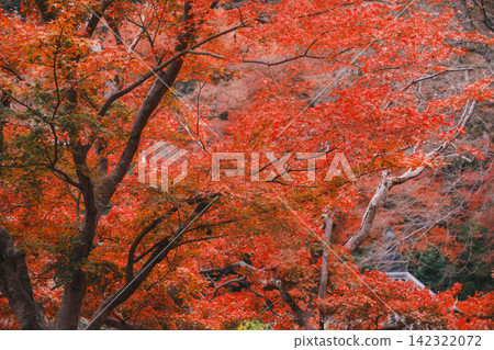 【長谷寺】絢麗的紅色秋葉!奈良深山中寺廟的景色。 【長谷寺】絢麗的紅色秋葉!奈良深山中寺廟的景色。 142322072