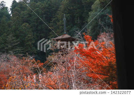 【長谷寺】絢麗的紅色秋葉!奈良深山中寺廟的景色。 【長谷寺】絢麗的紅色秋葉!奈良深山中寺廟的景色。 142322077