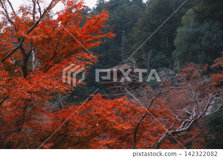 【長谷寺】絢麗的紅色秋葉!奈良深山中寺廟的景色。 【長谷寺】絢麗的紅色秋葉!奈良深山中寺廟的景色。 142322082
