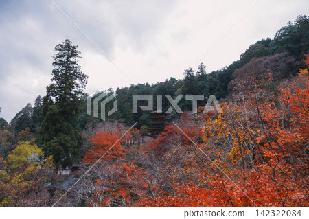 [Hase-dera Temple] Stunningly vibrant red autumn leaves! Scenery of a temple deep in the mountains of Nara. 142322084