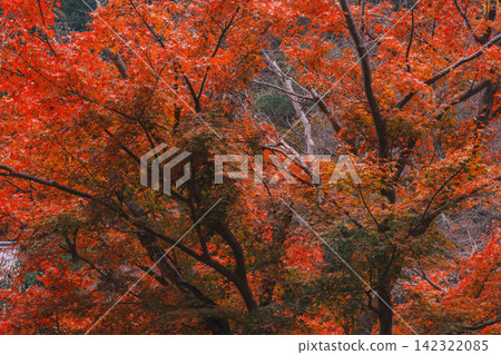 【長谷寺】絢麗的紅色秋葉!奈良深山中寺廟的景色。 【長谷寺】絢麗的紅色秋葉!奈良深山中寺廟的景色。 142322085